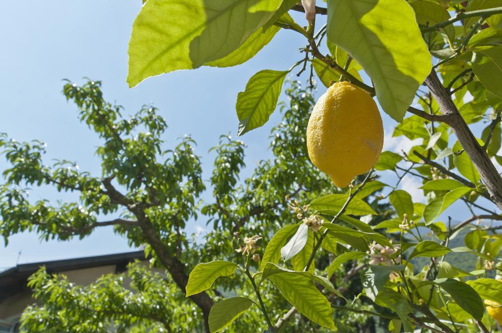 Ferienwohnungen Atz Termeno Dış mekan fotoğraf